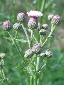 Cirsium spp.